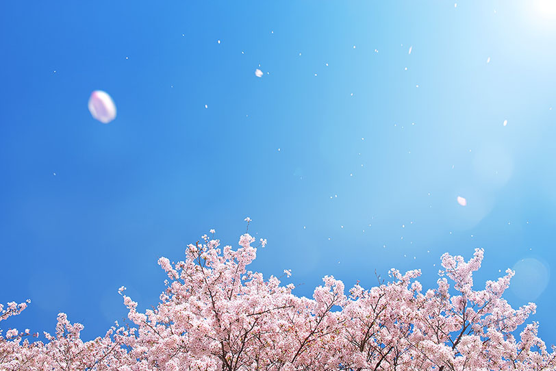 年度末のご挨拶🌸