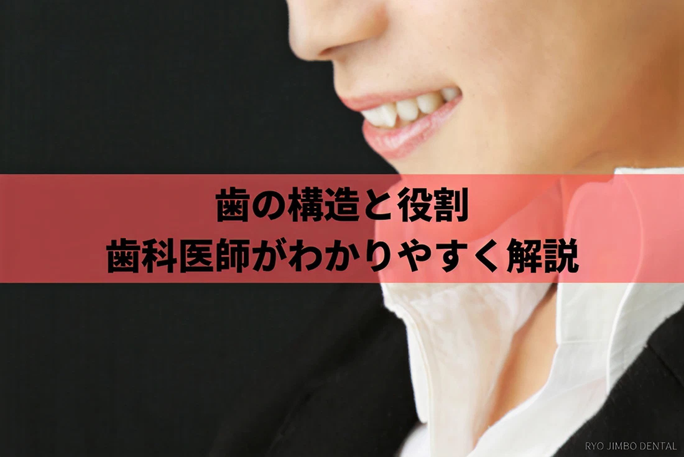 歯の構造と役割について｜歯茎や歯を支える骨など歯周組織についても解説