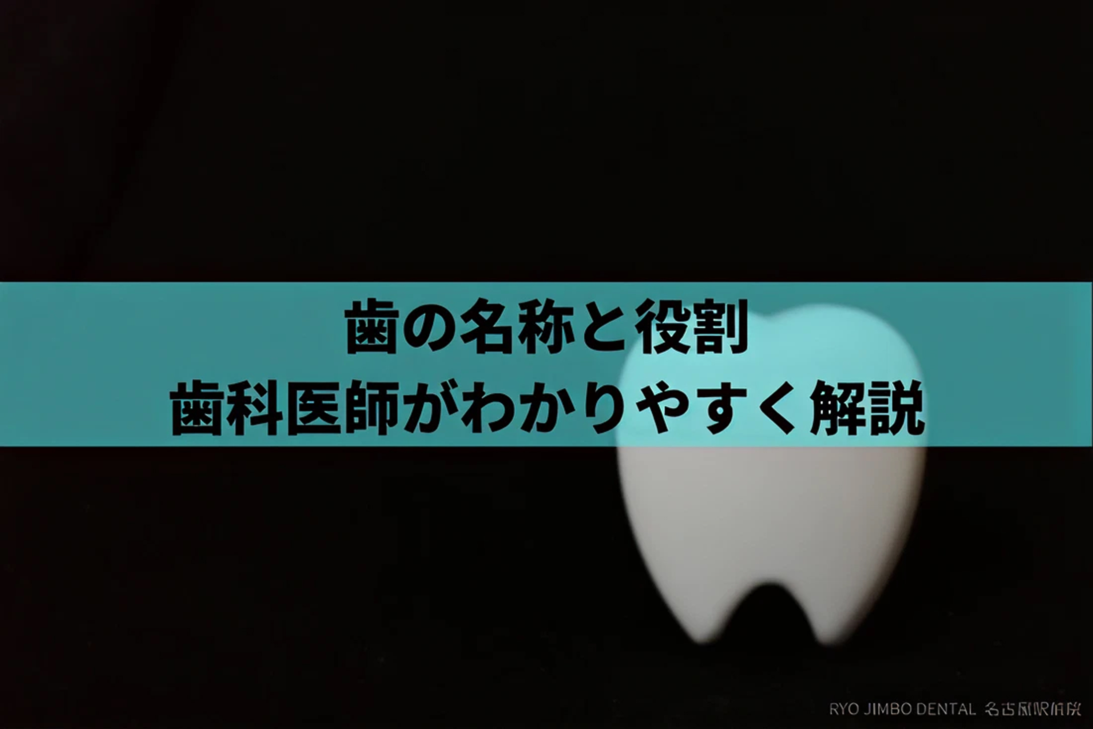 歯の名称と役割について歯科医師がわかりやすく解説