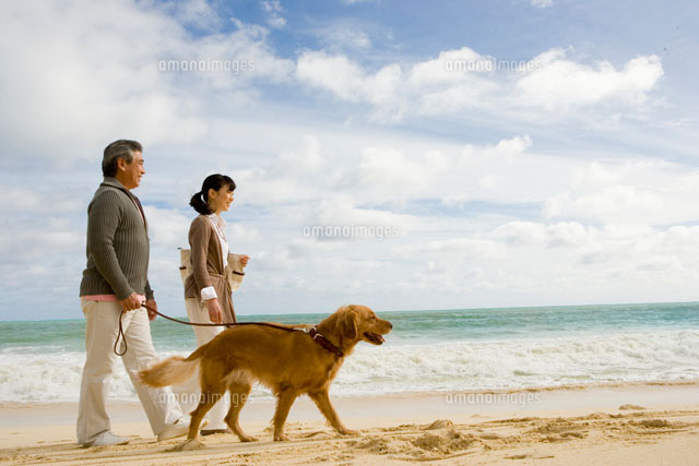 犬も歯周病になるの？