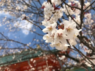 桜の季節です🌸