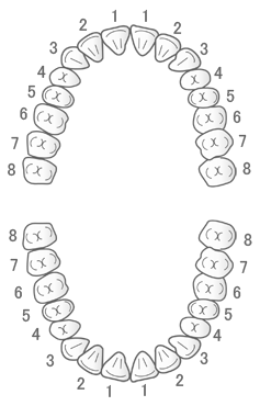 永久歯列の番号